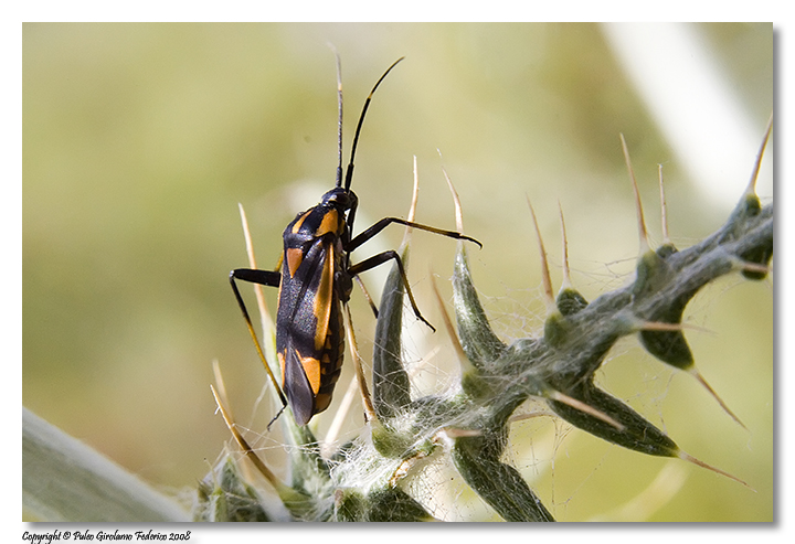 Calocoris nemoralis